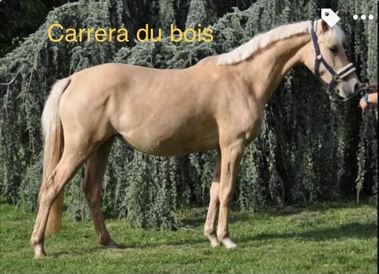 Carrera6